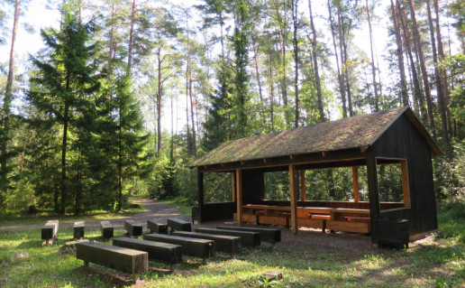 37. Miško takas (2).jpg